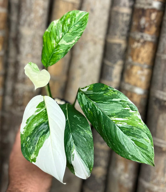 Monstera lechleriana &