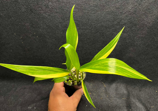 Epipremnum amplissimum &