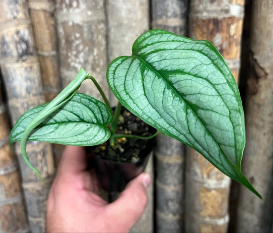 Monstera &