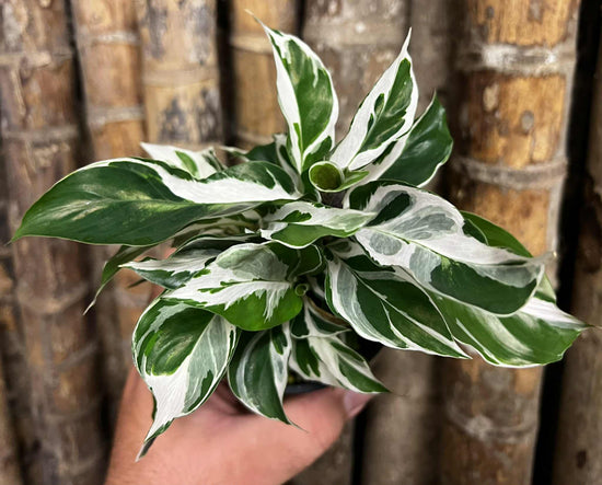 Calathea &