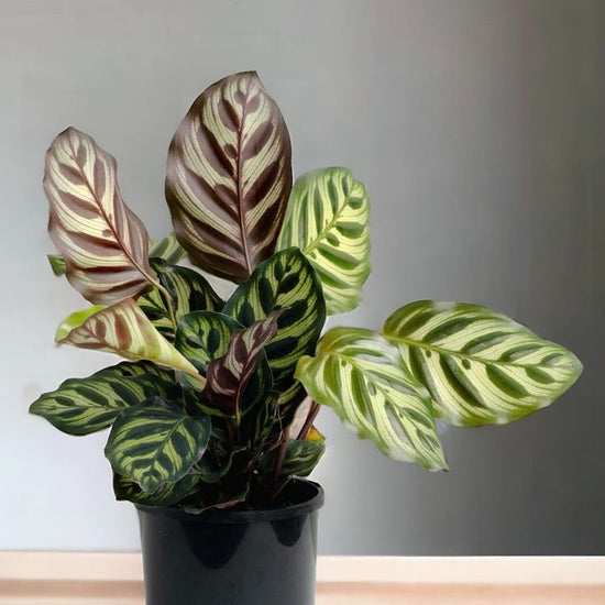 Calathea &