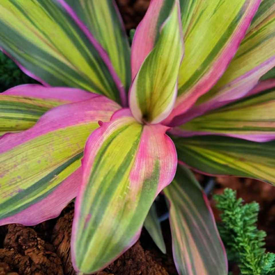 Cordyline &