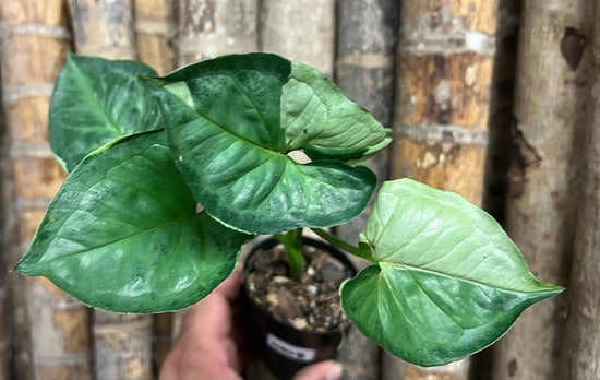 Syngonium &