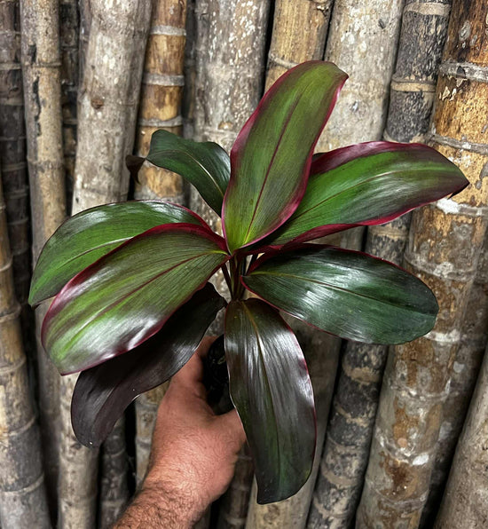 Cordyline &