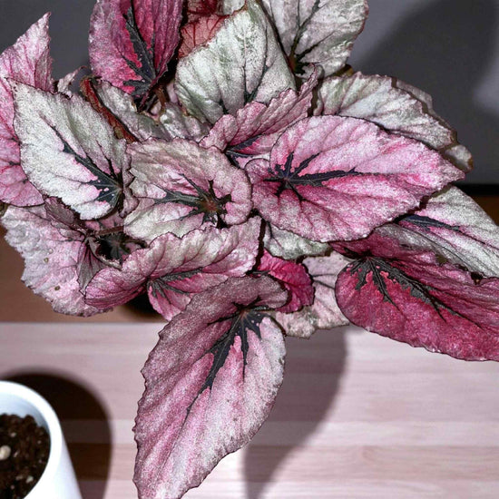 Begonia rex &