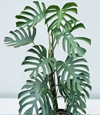Monstera &