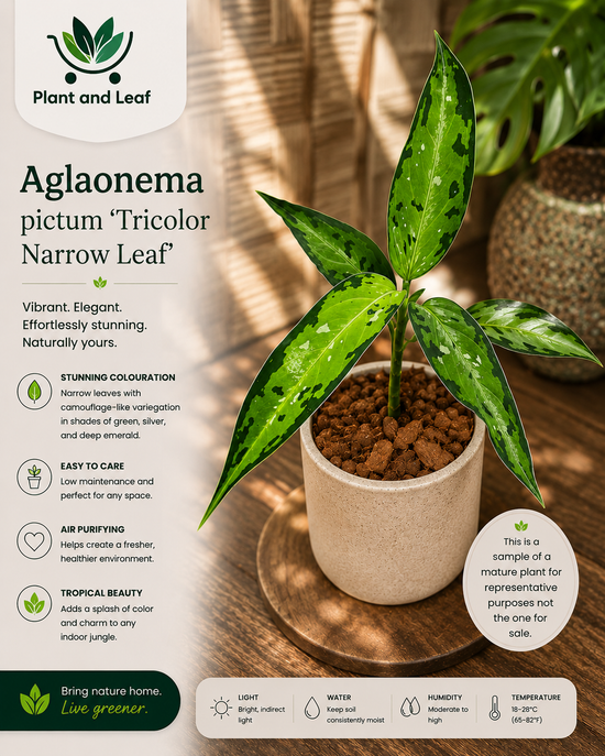 Aglaonema pictum &