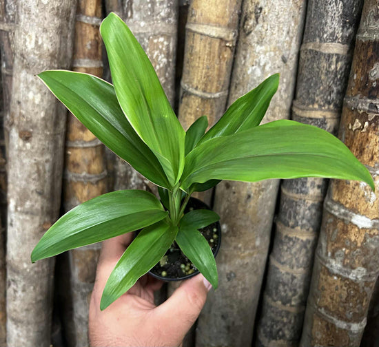 Cordyline &