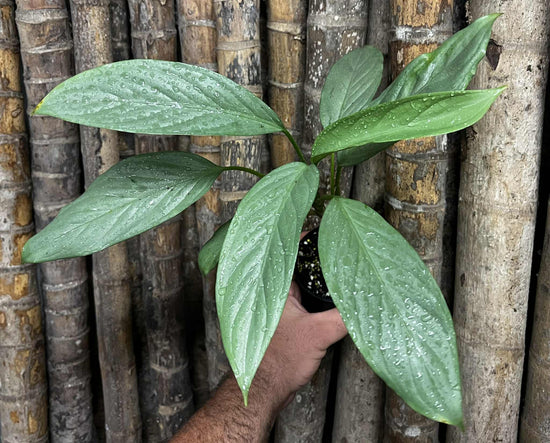 Aglaonema &