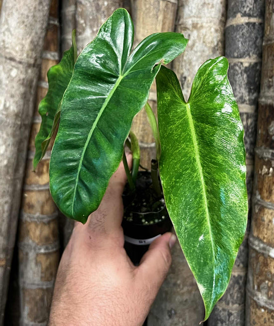 Philodendron &