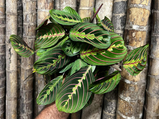 Maranta &