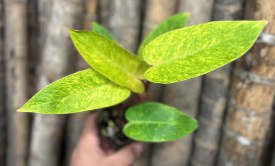 Philodendron &