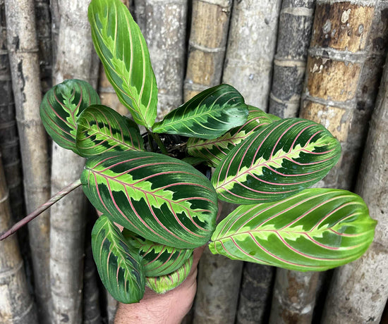 Maranta &