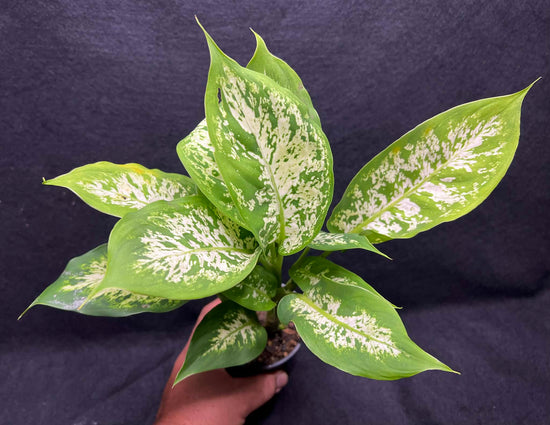 Dieffenbachia &