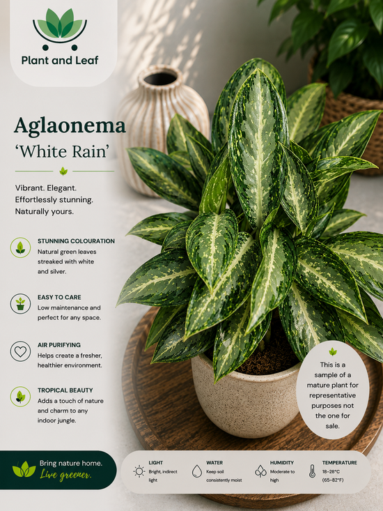 Aglaonema &