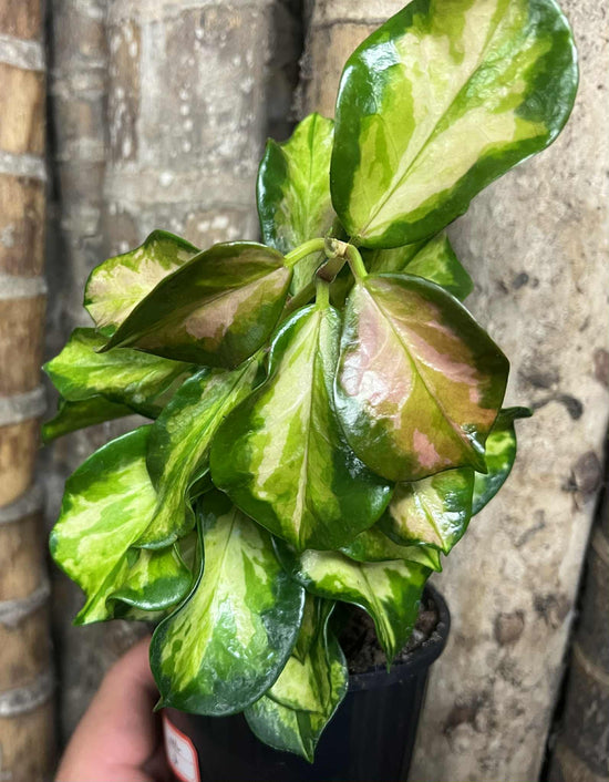 Hoya australis &