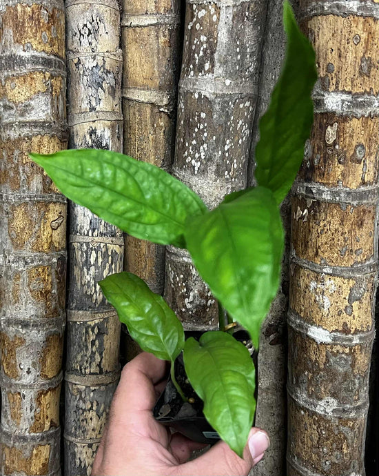 Monstera obliqua &