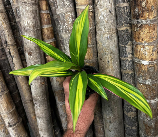 Cordyline &
