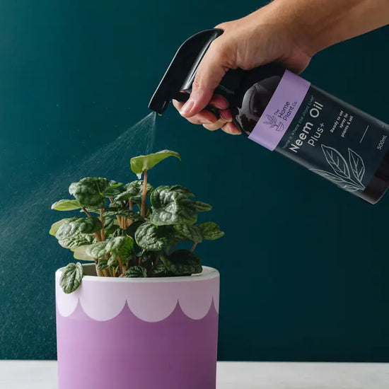 Neem Oil Plus Spray Bottle- 500mL