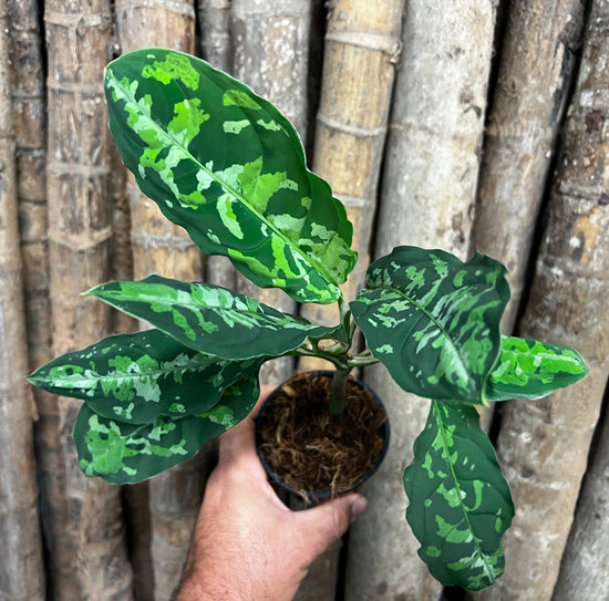 Aglaonema pictum &