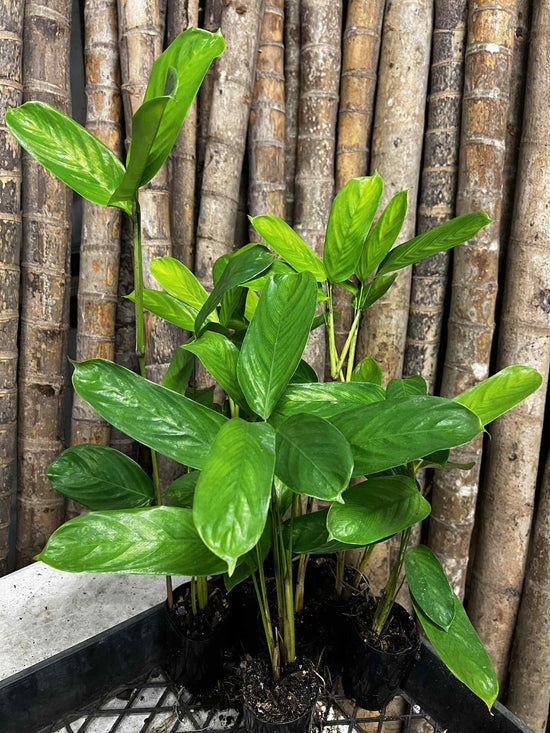 Green Ctenanthe *Clearance Lot of 6* sent barerooted (no pots)
