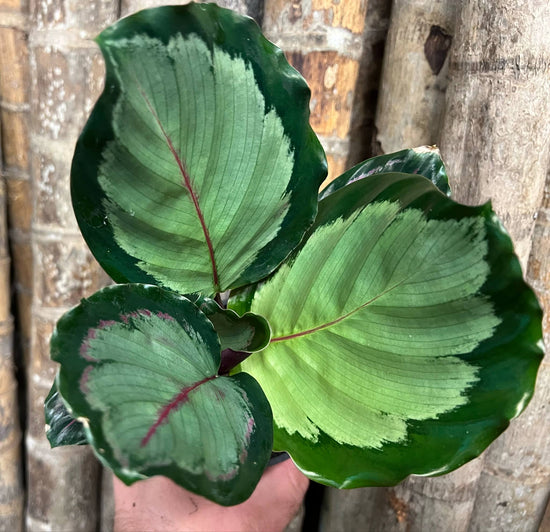 Calathea &