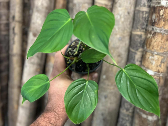 Philodendron &