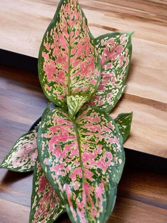 Aglaonema &