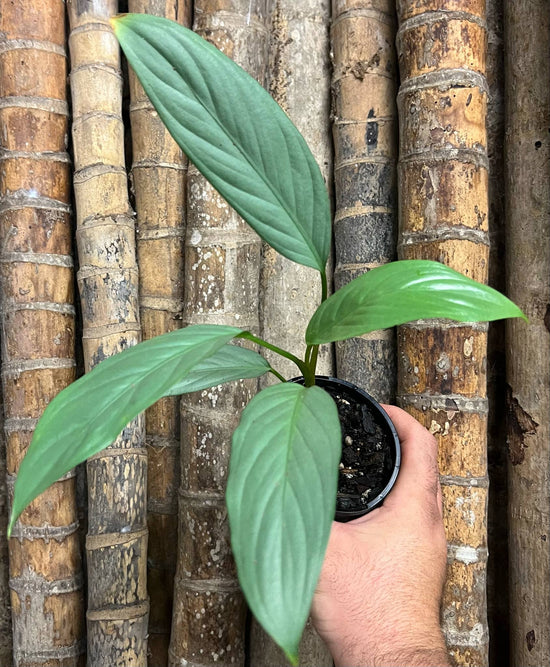 Aglaonema &