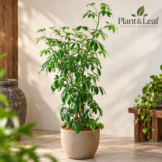 Schefflera &