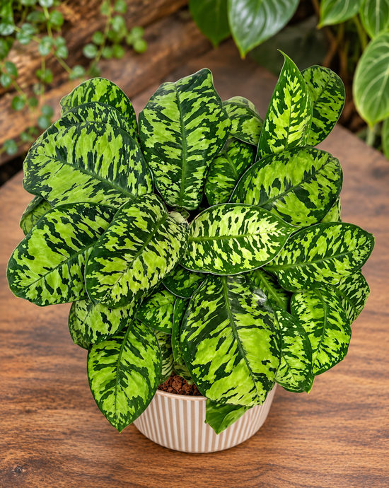 Adelonema wallisii &