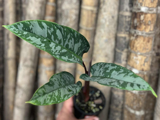 Apoballis acuminatissima SMP120