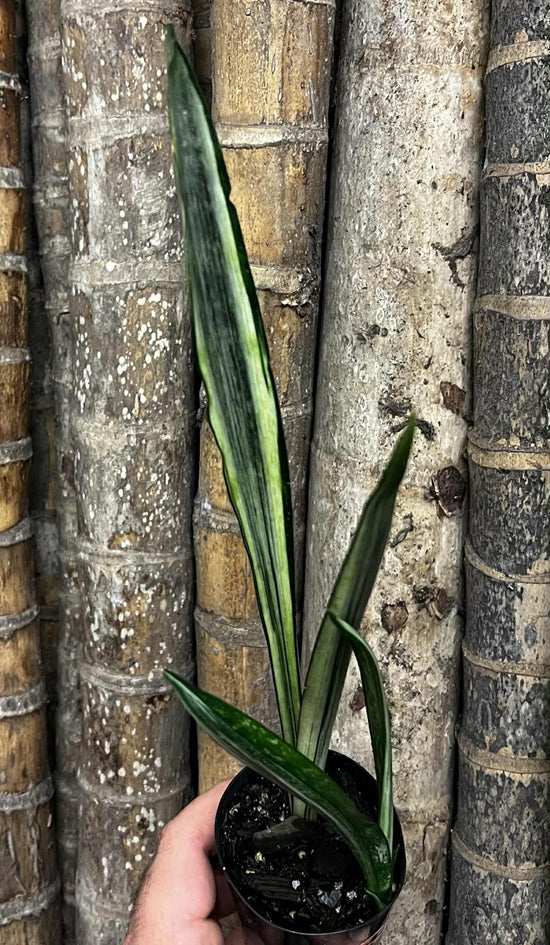 Sansevieria &