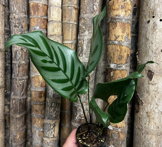 Calathea &