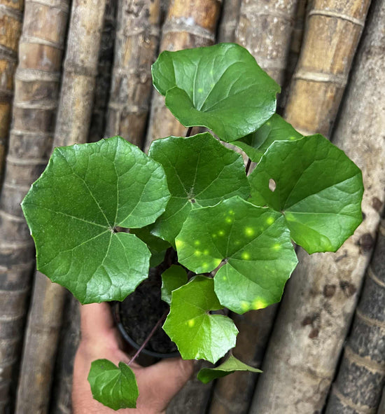 Farfugium japonicum &