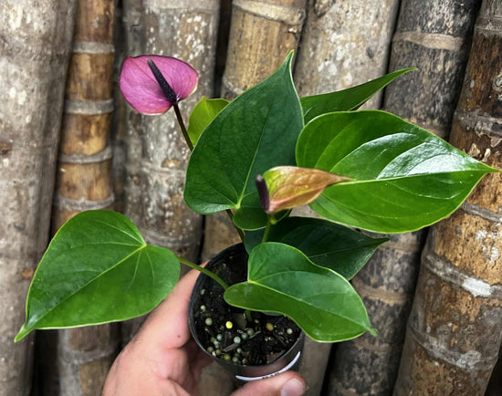 Anthurium &