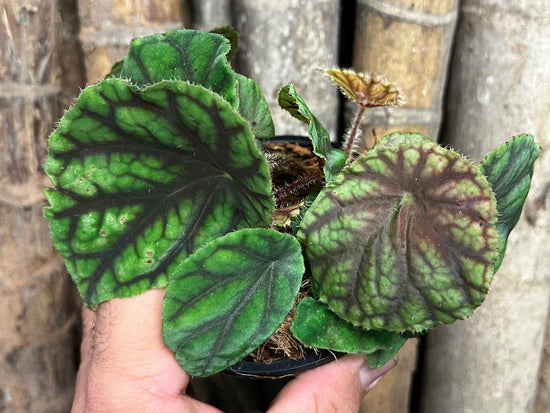 Begonia &
