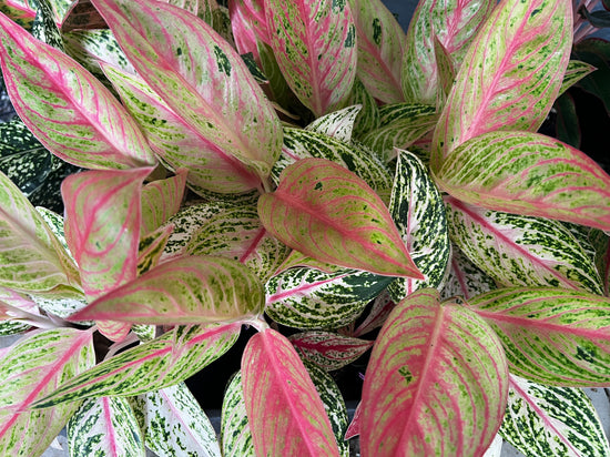 Aglaonema &