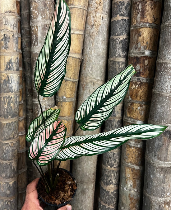 Calathea &