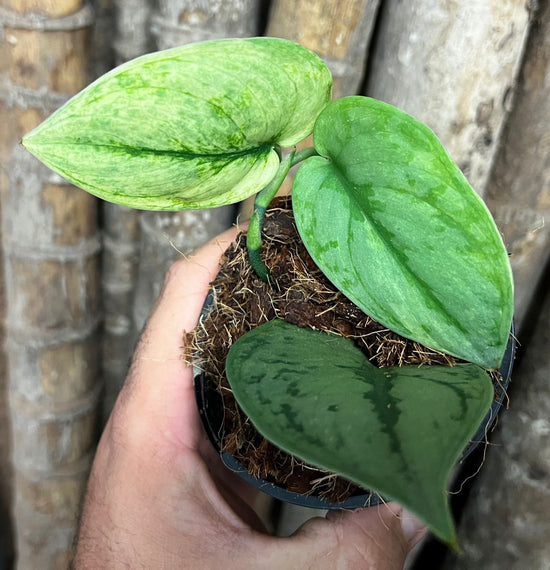 Scindapsus &