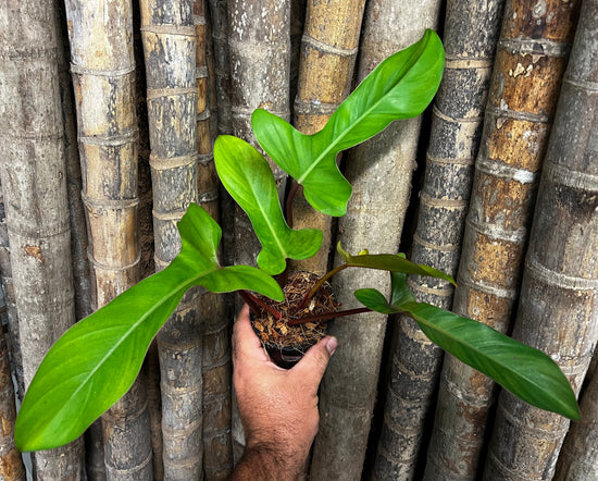 Philodendron &