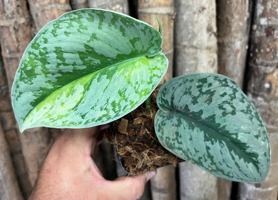 Scindapsus &