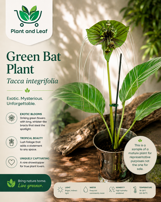 Bat Plant &