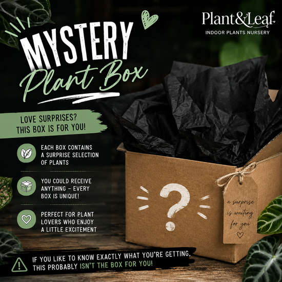 Large Mystery Box $500 - Shade/Indoor  (Qualifies for FREE EXPRESS SHIPPING)