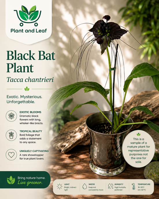Bat Plant &