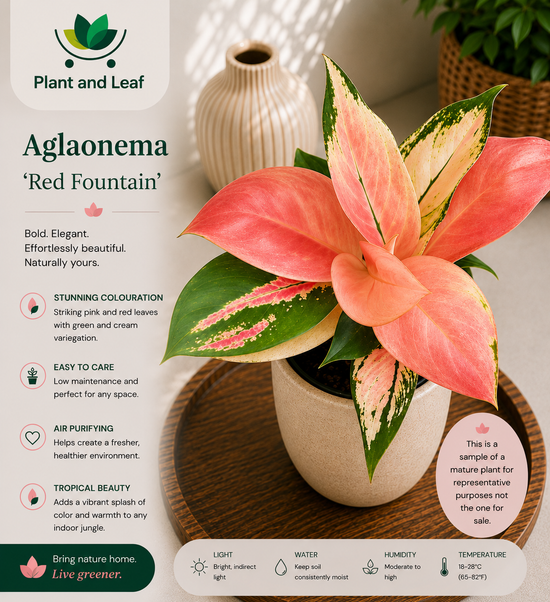 Aglaonema &