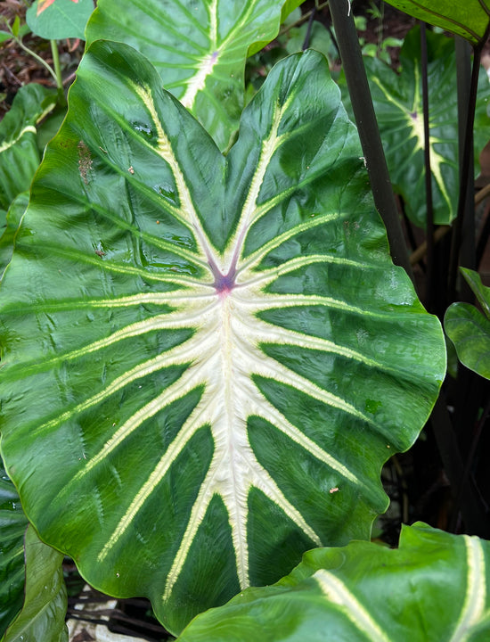 Colocasia &