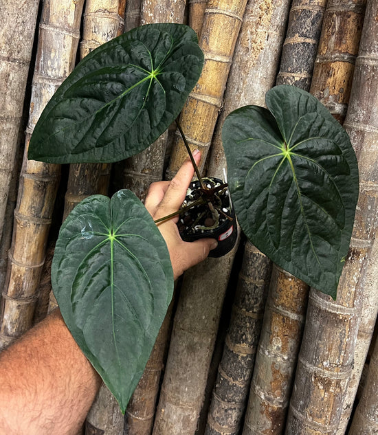 Anthurium &