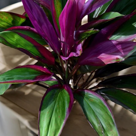 Cordyline &