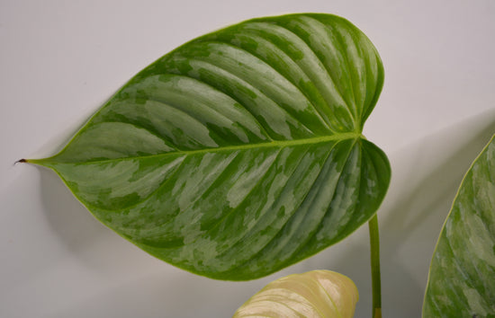 Philodendron &